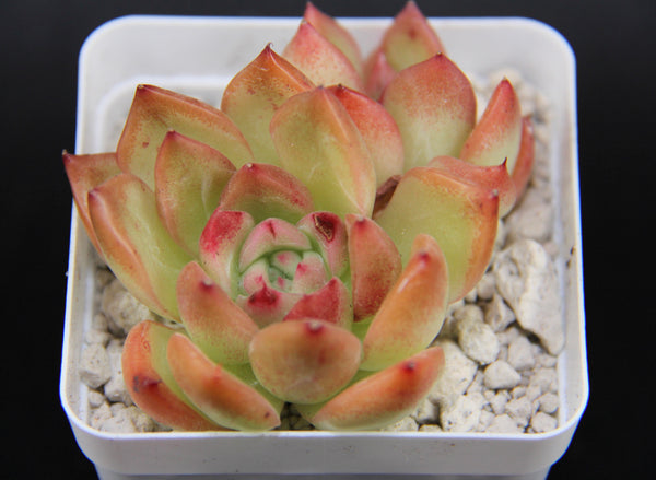 E.Floriditi