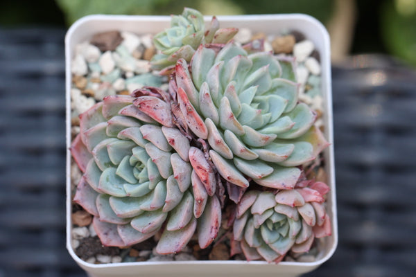 Echeveria Violetta (cluster)