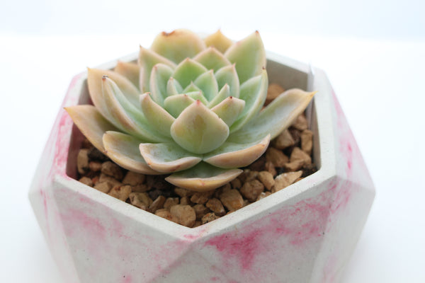 Geometric Concrete Planter with Korean Succulent.