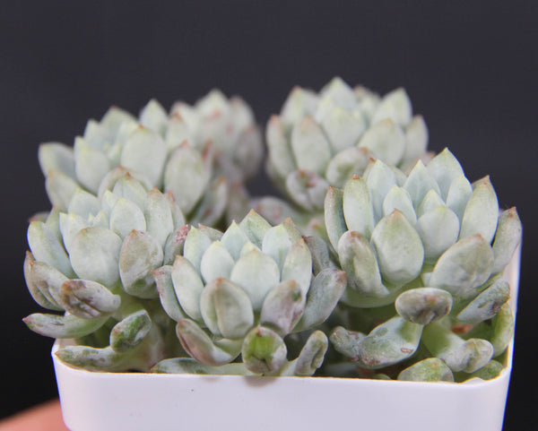 E. Crownball