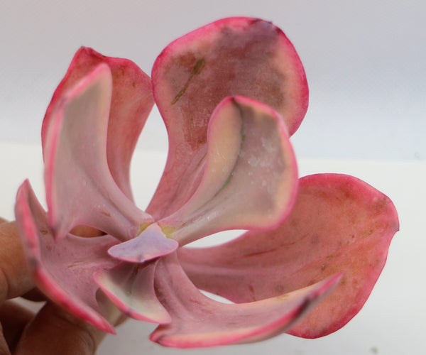 E. Angle Wing (Variegated)