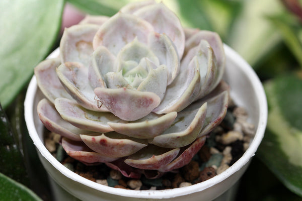 E. Blue Surprise