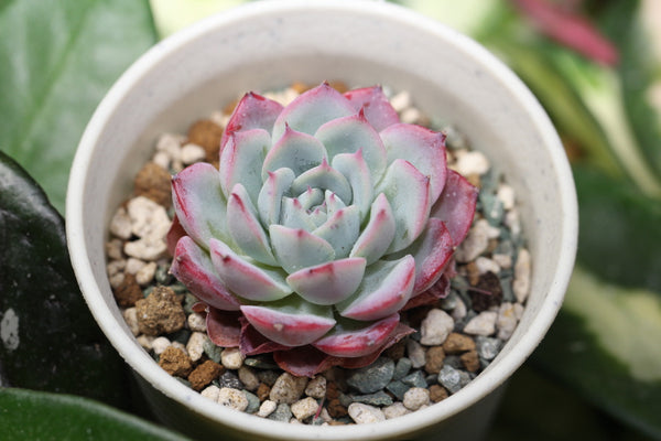 E. A Pink