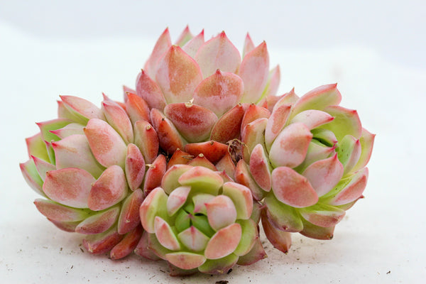E. Tippy (large cluster)