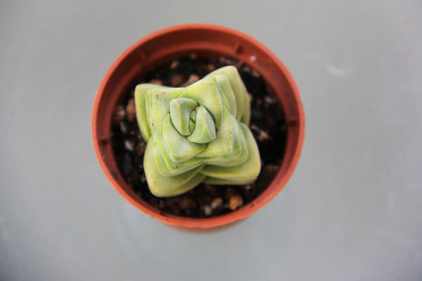Crassula Moonglow (variegata)
