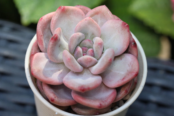 Echeveria Ariel