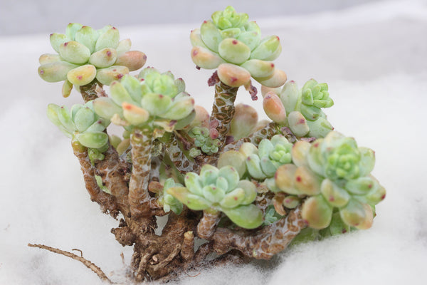 Sedum Clavatum