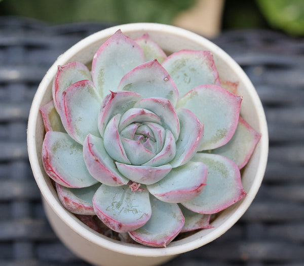 Echeveria Silhouette