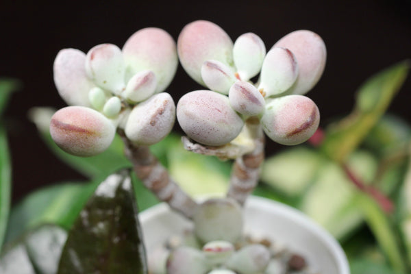 Cotyledon orbiculata cv