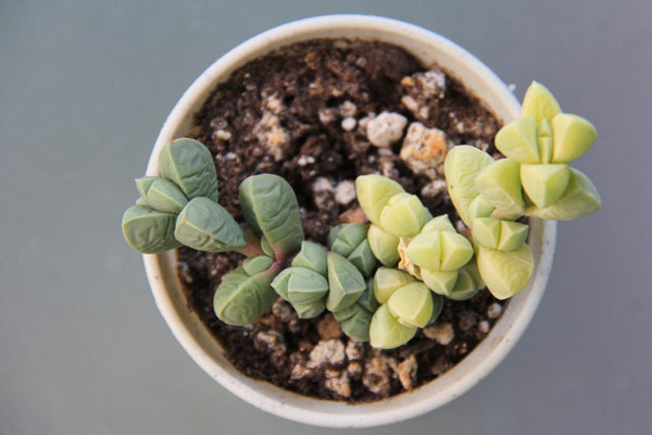Corpuscularia lehmanni (variegata)