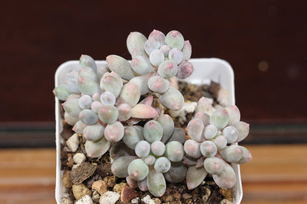 Baby Fingers