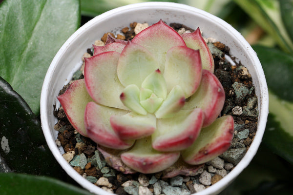 E. Sensation