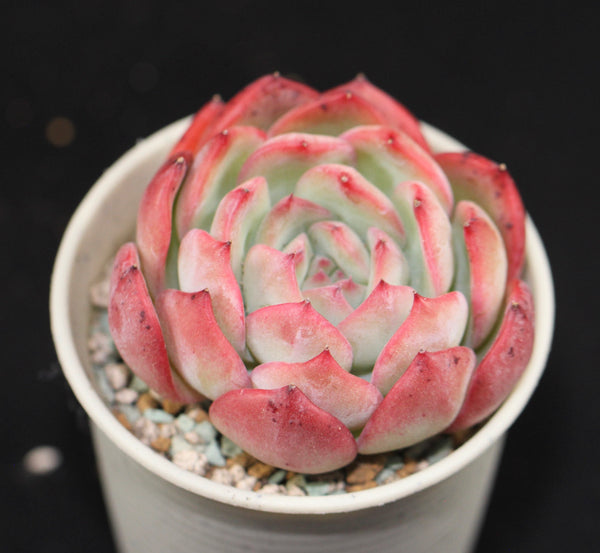 Echeveria Prada