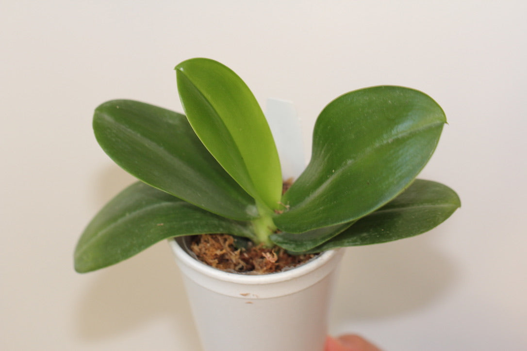 Phal Pellens