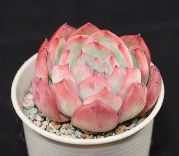 Echeveria Prada
