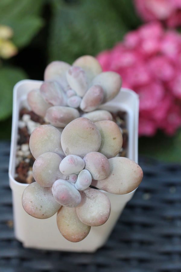 Pachyphytum cv mombuin