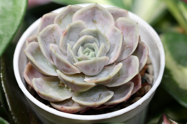 E. Blue Surprise