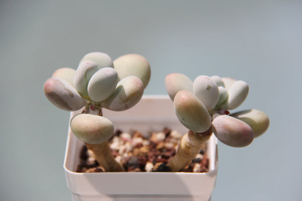 Pachyphytum cv Momobijin