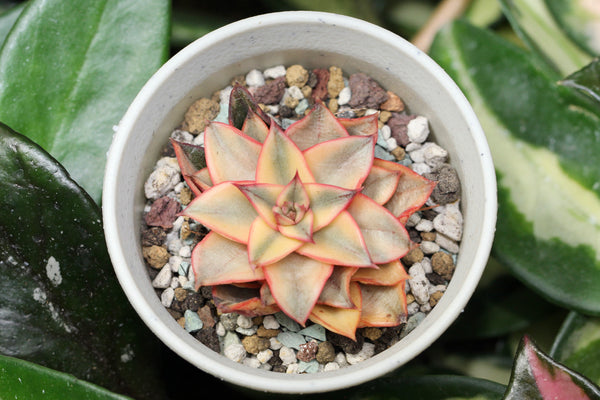 E. Monocerotis
