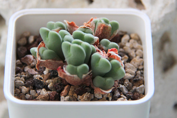 Conophytum Bilobum