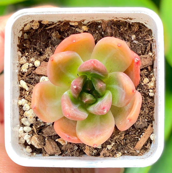 Echeveria Spp.
