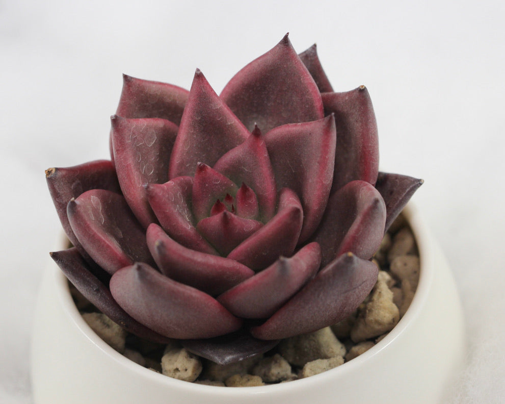 E. agavoides Ebony Red
