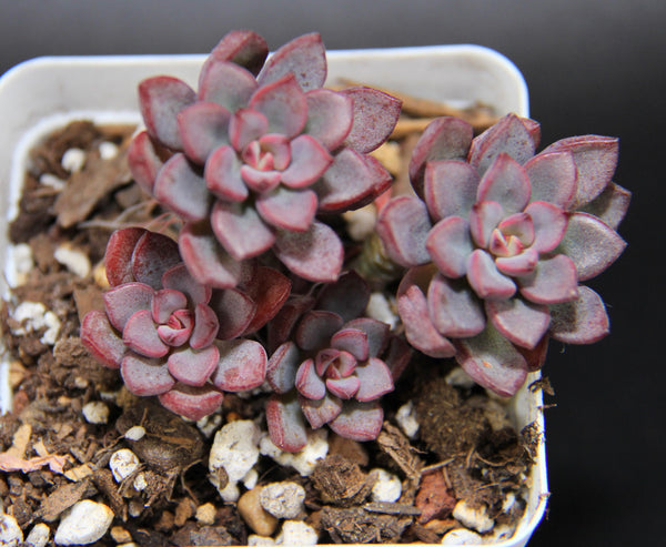 Purple Dream