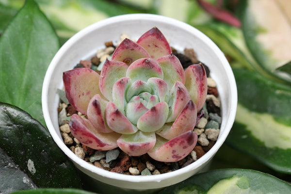 E. Derenceana (lola)