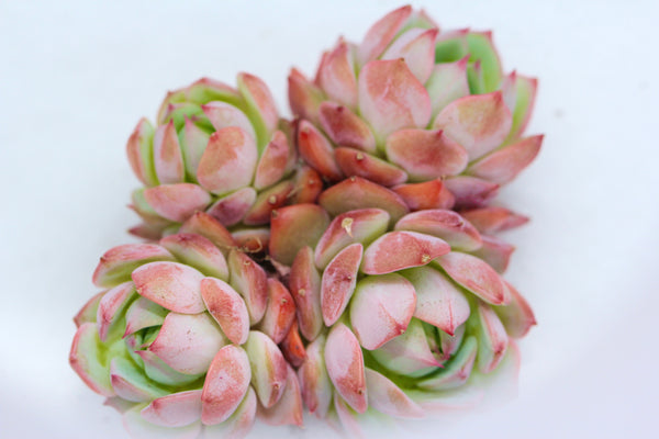 E. Tippy (large cluster)