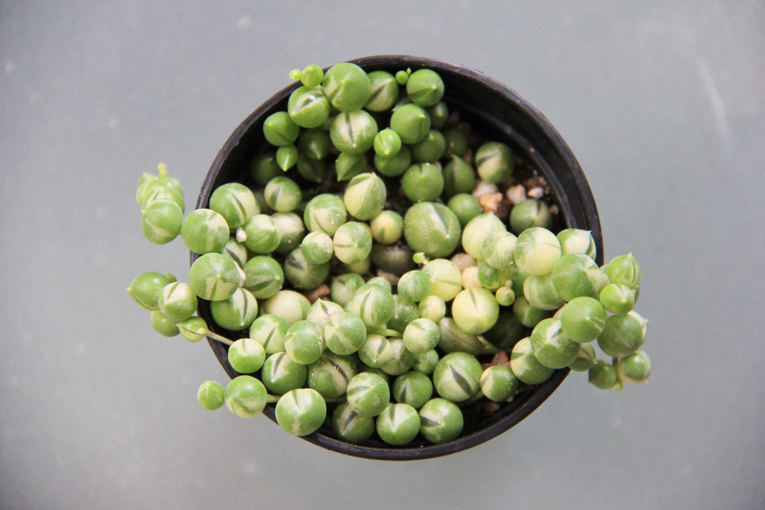 Spring of Pearls (variegate)