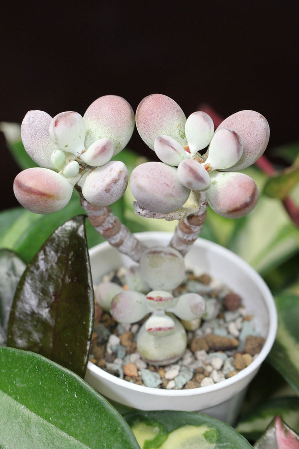 Cotyledon orbiculata cv
