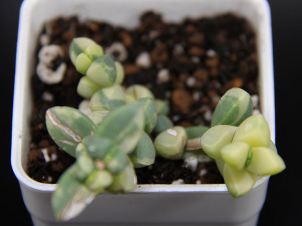 Corpuscularia Lehmanni
