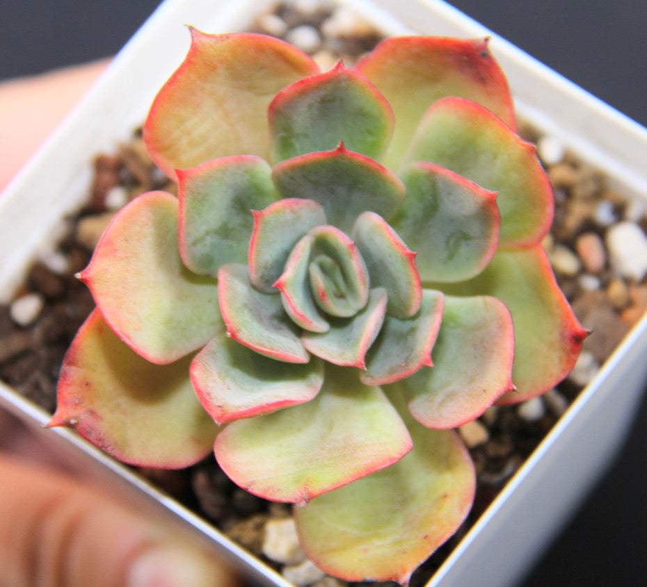 E.Snow White