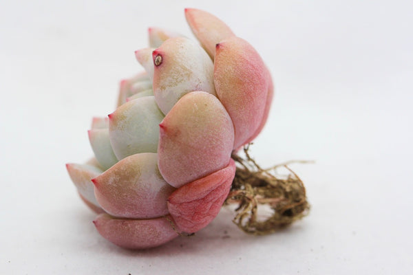 E. Elegan Potosina