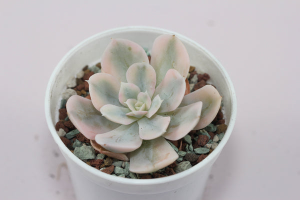 Echeveria agavoides Akaihosi