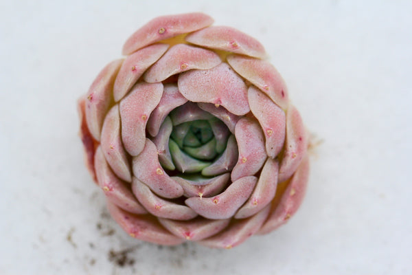 Corlina (new)