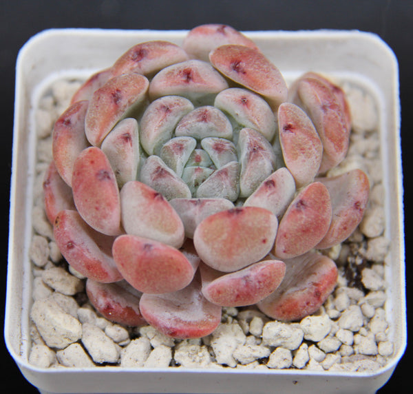 E. Viyant
