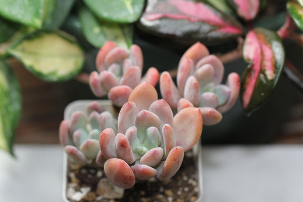 E. Rolypoly (cluster)
