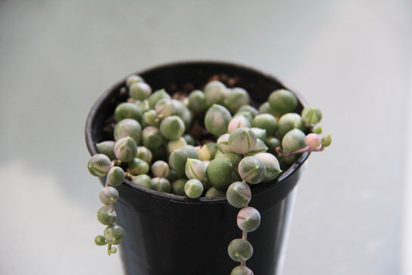 Spring of Pearls (variegate)