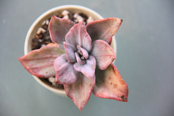 Echeveria Bainessi (varigated)