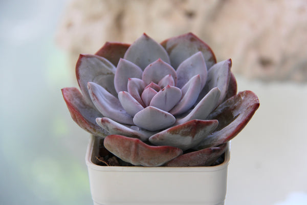 Echeveria Cream Tea (L)