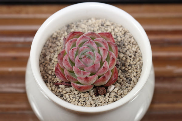 E. Pink Crystal