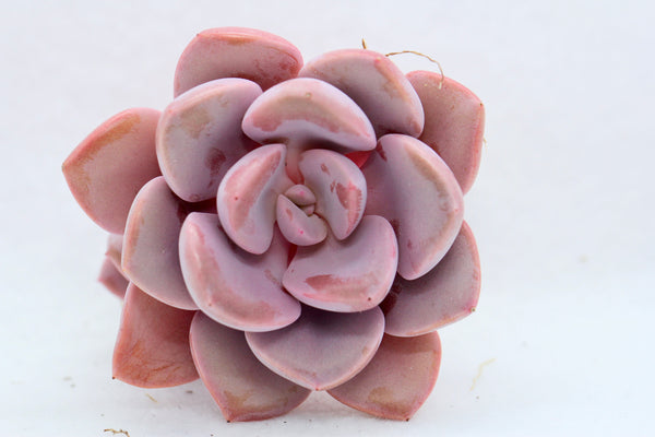 Graptoveria  "Debbie"