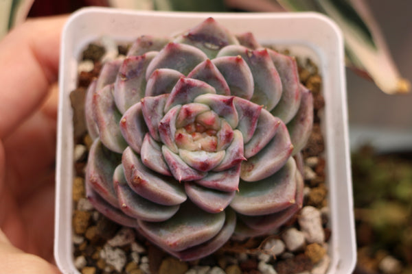 E. Red Velvet (L)