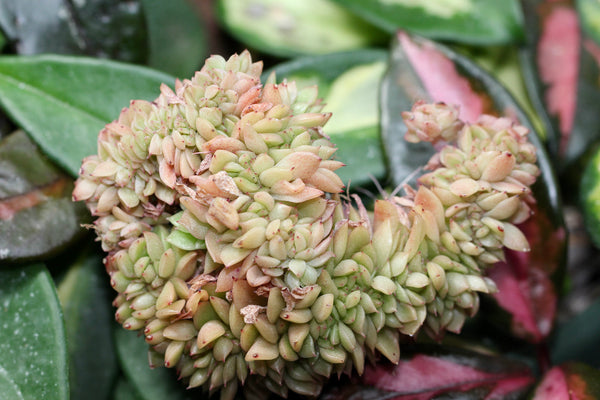 Graptoveria Gilva crista