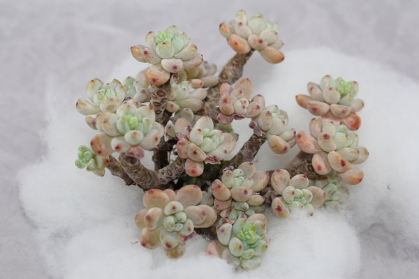 Sedum Clavatum