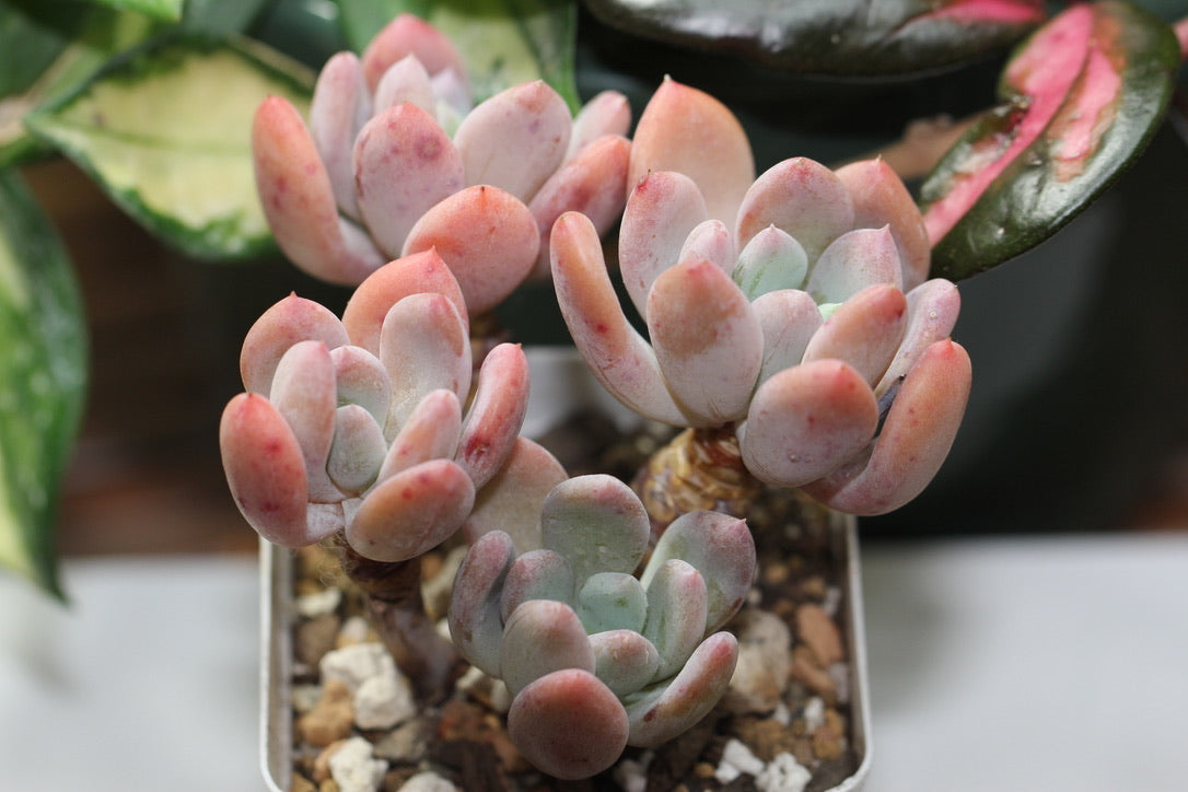 E. Rolypoly (cluster)