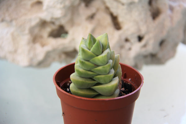 Crassula Moonglow (variegata)
