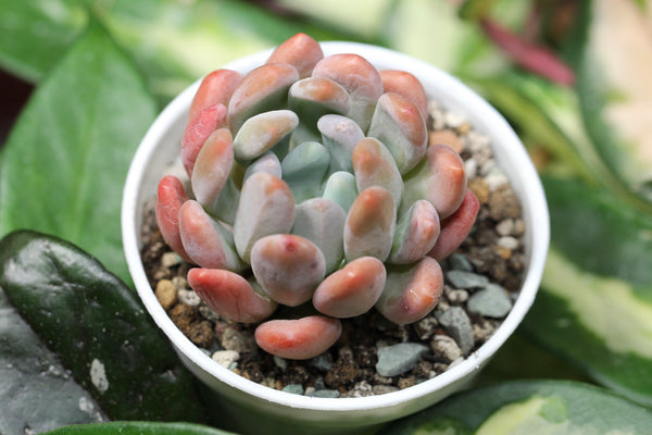 Pachyveria Pachyphytoides Walth