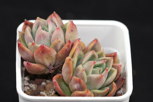 E. Raspberry Ice